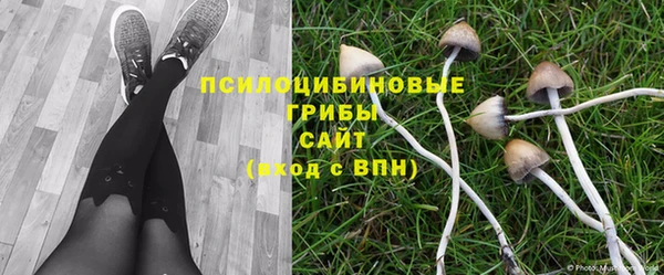 ПСИЛОЦИБИНОВЫЕ ГРИБЫ Вязники